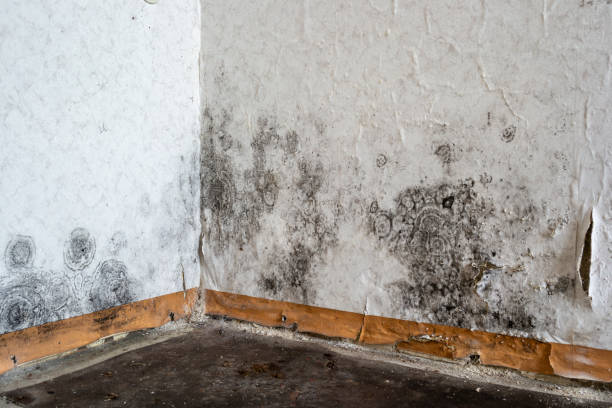 Reliable Winston Salem, NC Mold Removal Solutions